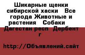 Шикарные щенки сибирской хаски - Все города Животные и растения » Собаки   . Дагестан респ.,Дербент г.